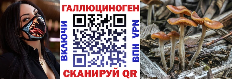 купить  сайты  Пучеж  Галлюциногенные грибы Cubensis 